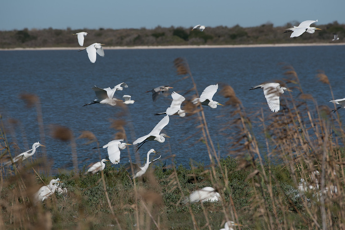 Rookery - Great Egrets