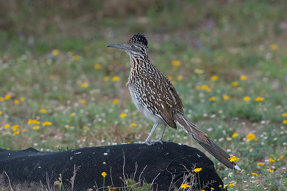 Greater Roadrunner