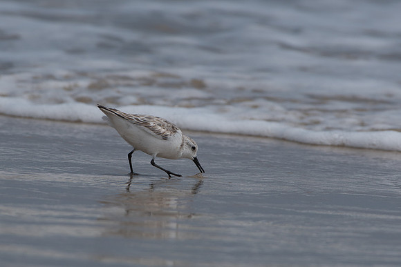 Snowy Plover
