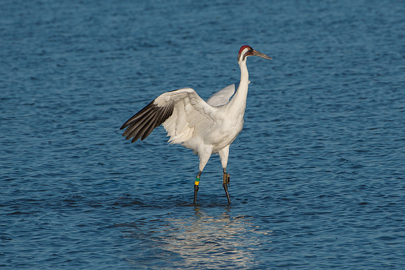 Whooping Crane (male)