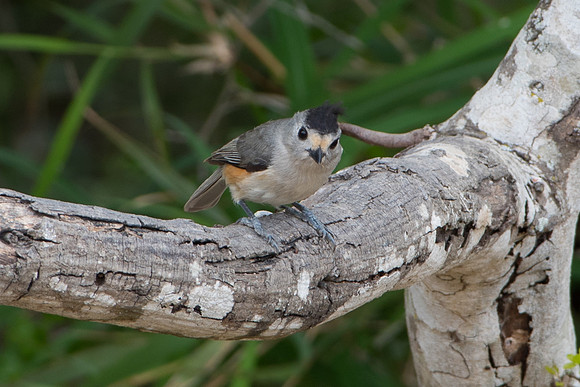 Black-Crested Titmouse