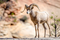 Desert Bighorn Sheep