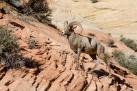 Desert Bighorn Sheep