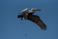 Brown Pelican