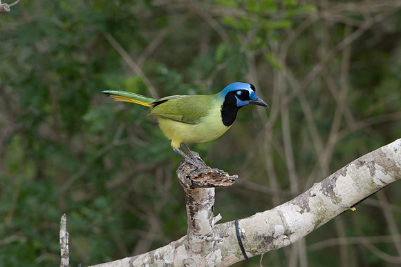 Green Jay