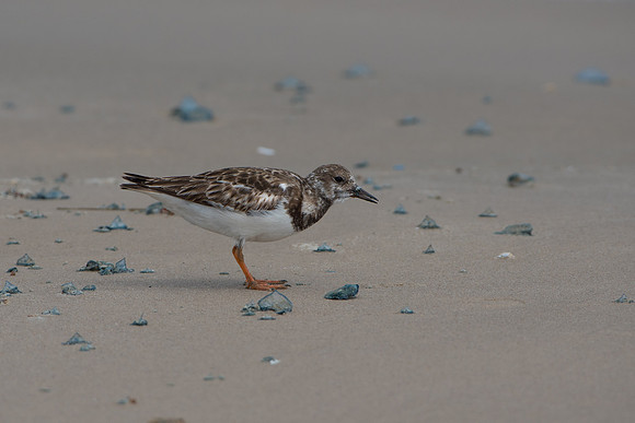 Ruddy Turnstone