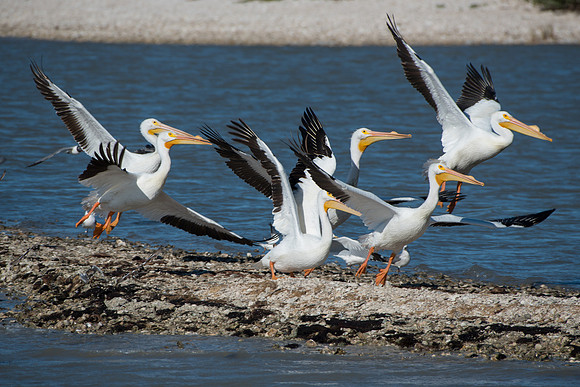 American White Pelicans