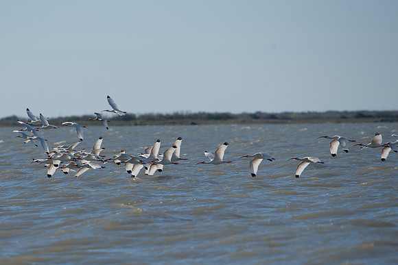 White Ibis