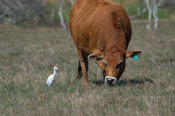 Cattle Egret and cow