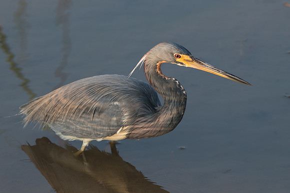 Tri-Colored Heron