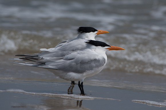 Caspian Tern