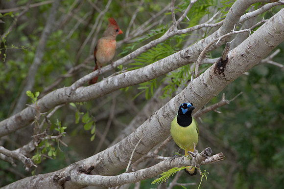 Northern Cardinal and Green Jay