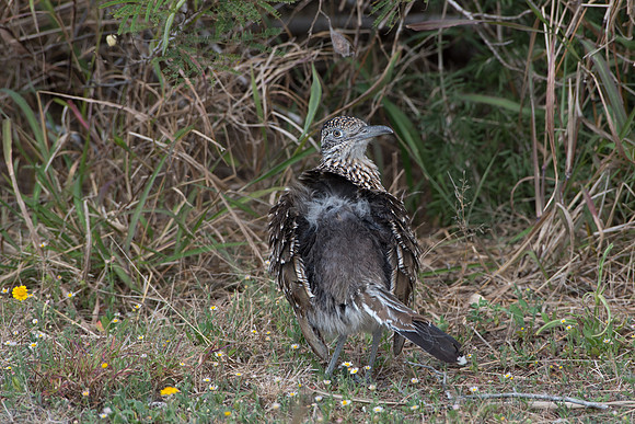 Greater Roadrunner