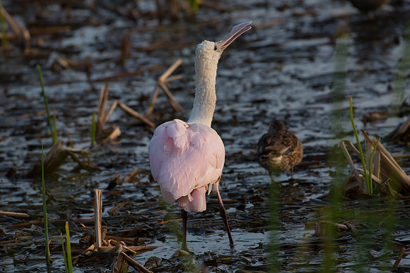 Roseate Spoonbill