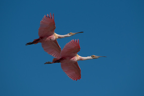 Roseate Spoonbill