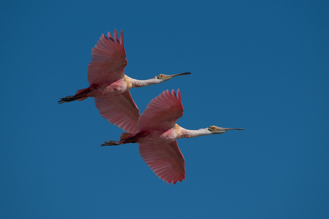 Roseate Spoonbill