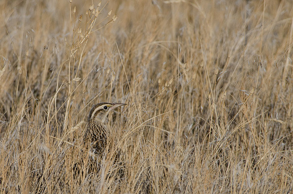 APR_2903