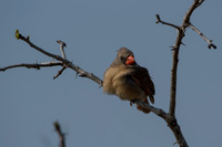 Female Northern Cardinal