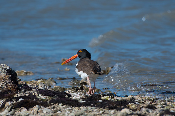 American Oyster Catcher