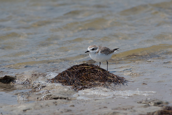 Snowy Plover