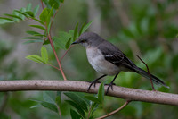 Mocking Bird