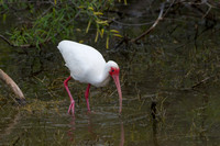White Ibis