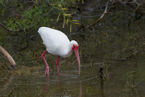White Ibis