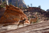 Desert Bighorn Sheep