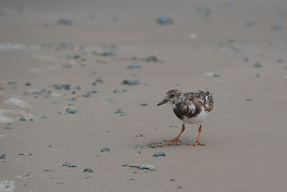 Ruddy Turnstone