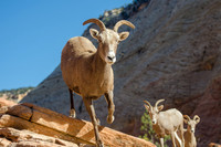 Desert Bighorn Sheep