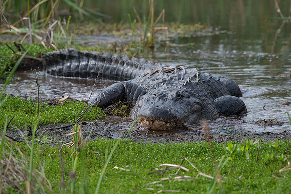 American Alligator