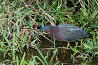 Green Heron