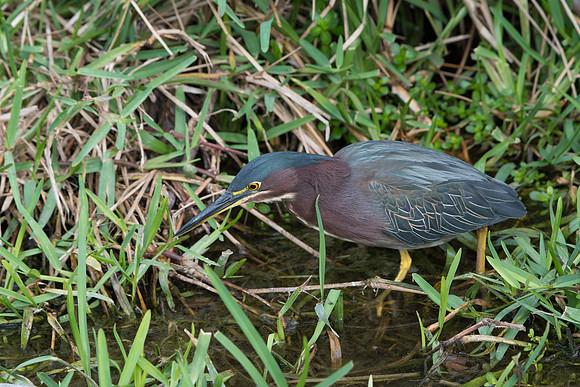 Green Heron