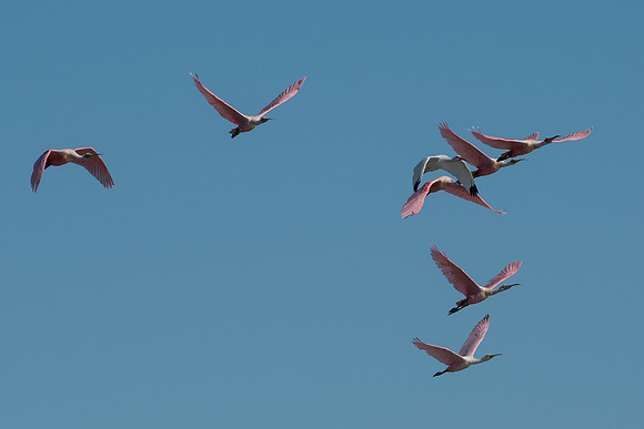 Roseate Spoonbill and White Ibis