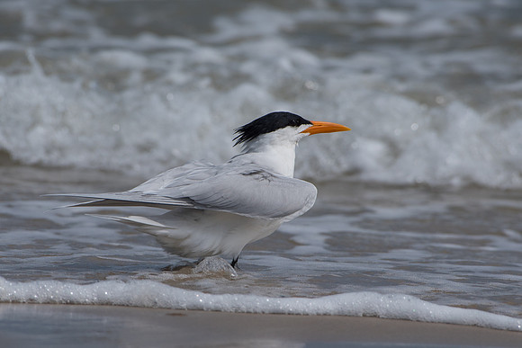 Caspian Tern