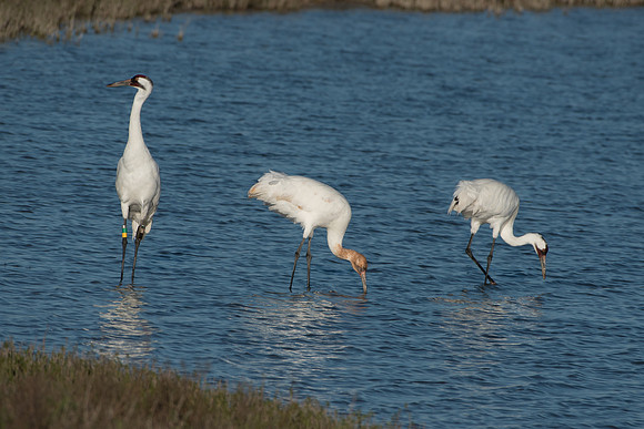 Whooping Crane Family