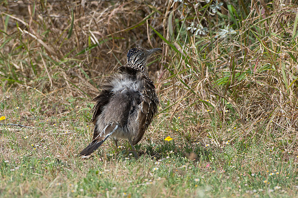 Greater Roadrunner