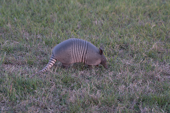 Armadillo