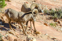 Desert Bighorn Sheep