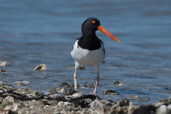 American Oystercatcher