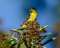 Lesser Goldfinch