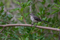 Mocking Bird