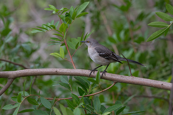 Mocking Bird