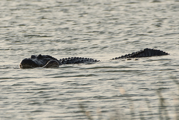 American Alligators