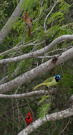 Northern Cardinal and Green Jay