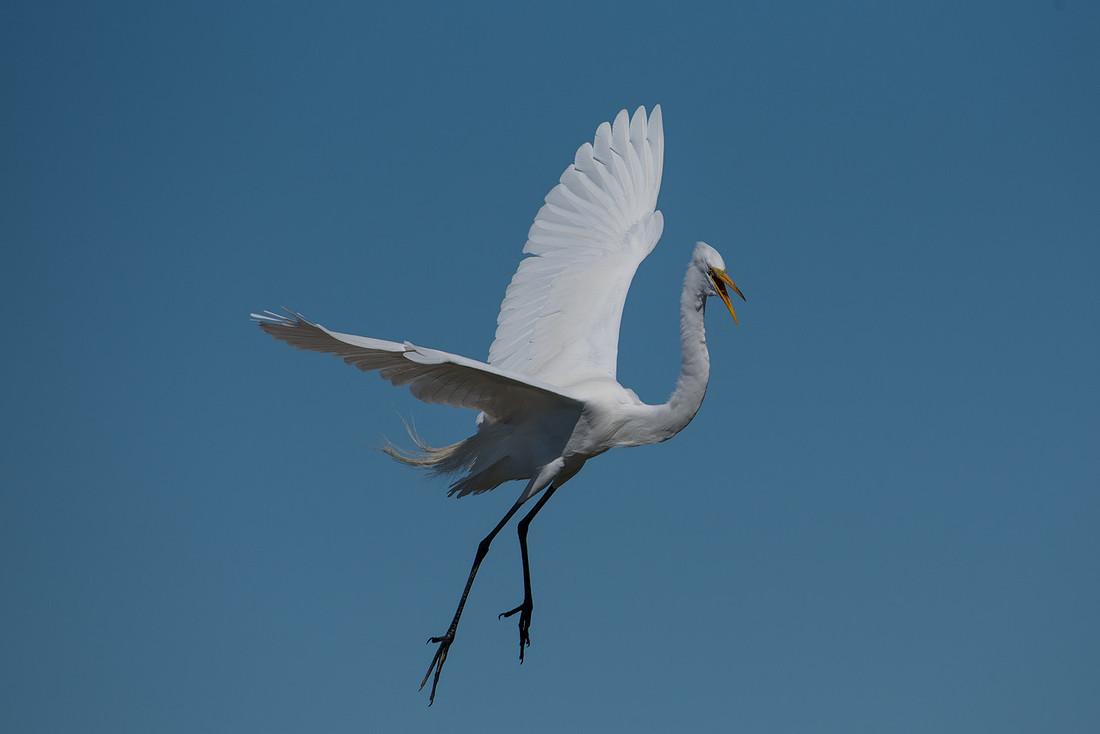 White Egret