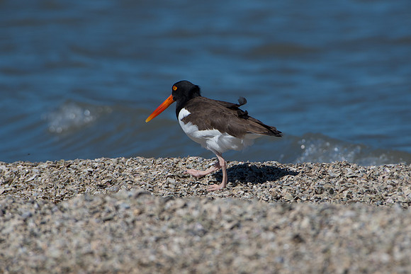 American Oyster Catcher