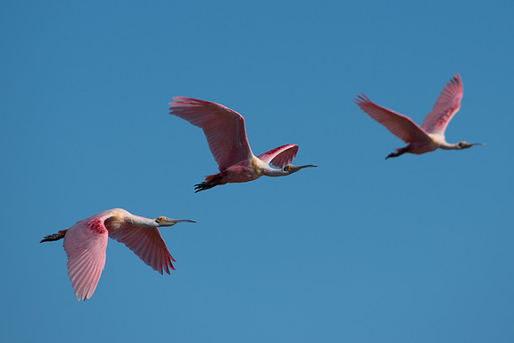 Roseate Spoonbill