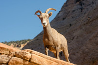 Desert Bighorn Sheep