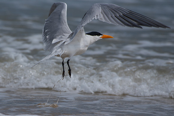Caspian Tern